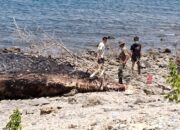 Polsek Wera Evakuasi Bangkai Paus Sperma Terdampar di Pantai Nangawera