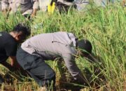 Mendukung Ketahanan Pangan Nasional, Kapolres Bima AKBP Eko Sutomo S.I.K.,M.I.K., Pimpin Panen Padi di Mapolsek Woha