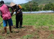 Bhabinkamtibmas Polsek Lambu Pantau Lahan Pangan Bergizi untuk Dukung Ketahanan Pangan Nasional