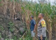Peran Bhabinkamtibmas Polsek Monta Sukseskan Swasembada Pangan Rutin Cek Progres Tanaman Jagung Milik Warga