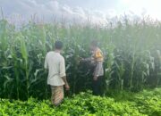 Polri Cinta Petani, Bhabinkamtibmas Polsek Tambora Meninjau Progres Tanaman Jagung Milik Warga Binaan
