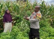 Swasembada Pangan, Bhabinkamtibmas Polsubsektor Palibelo Pantau Lahan Kacang Tanah di Desa Binaannya