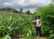 Komitmen Dukung Ketahanan Pangan Nasional, Bhabinkamtibmas Polsek Tambora Dampingi Petani di Wilayah Binaan