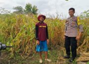 Terus Mendukung Ketahanan Pangan Nasional, Bhabinkamtibmas Polsek Monta Aktif Memantau Pertumbuhan Tanaman Jagung Milik Warga