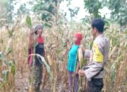 Edukasi Warga Binaan, Bhabinkamtibmas Polsek Madapangga Dampingi Petani Sukseskan Ketahanan Pangan Nasional