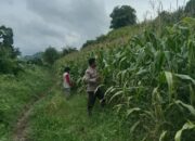 Program Ketahanan Pangan Nasional Bhabinkamtibmas Polsek Soromandi Dampingi Petani di Wilayah Binaannya