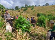 Ketahanan Pangan Nasional, Bhabinkamtibmas Polsek Tambora Bantu Pemanenan Jagung Milik Warga