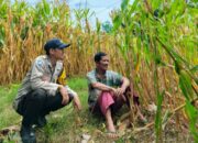 Optimalkan Potensi Lokal Guna Sukseskan Swasembada Pangan, Bhabinkamtibmas Polsek Donggo Kawal Petani di Desa Binaan