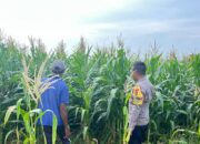 Edukasi Warga Dukung Ketahanan Pangan Nasional, Bhabinkamtibmas Polsek Tambora Pantau Budidaya Jagung