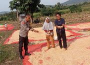 Proaktif Mendukung Ketahanan Pangan Nasional, Bhabinkamtibmas Polsek Monta Bantu Jemur Jagung Warga