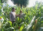 Pantau Lahan Jagung Milik Warga, Langkah Bhabinkamtibmas Polsek Donggo Sukseskan Swasembada Pangan