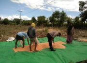 Polri Untuk Masyarakat, Bhabinkamtibmas Polsek Soromandi Bantu Warga Binaan Jemur Jagung