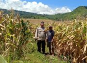 Bersama Masyarakat Sukseskan Swasembada Pangan, Bhabinkamtibmas Polsek Tambora Rutin Dampingi Petani