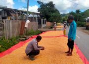 Wujud Pendampingan Ke Petani dan Sukseskan Program Prioritas Presiden, Bhabinkamtibmas Polsek Monta Bantu Jemur Jagung Warga