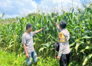 Ketahanan Pangan Nasional, Bhabinkamtibmas Polsek Tambora Cek Progres Tanaman Jagung di Lahan Milik Warga