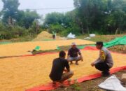 Proaktif Mendukung Ketahanan Pangan Nasional, Bhabinkamtibmas Polsek Soromandi Bantu Proses Penjemuran Jagung