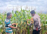 Bhabinkamtibmas Polsek Tambora Pantau Pertumbuhan Tanaman Jagung Milik Warga Binaan Dukung Ketahanan Pangan Nasional