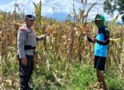 Dorong Kemandirian Pangan, Bhabinkamtibmas Polsek Woha Intens Cek Progres Tanaman Jagung Warga