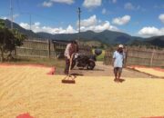 Dampingi dan Motivasi Petani Dalam Program Ketahanan Pangan Nasional Bhabinkamtibmas Polsek Woha Bantu Jemur Jagung Warga