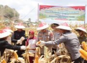 Polres Bima Kota Gelar Panen Raya Jagung Serentak Kuartal III di Desa Pesa, Wawo